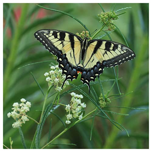 Everwilde Farms 1 Lb Whorled Milkweed Native Wildflower Seeds Gold Vault
