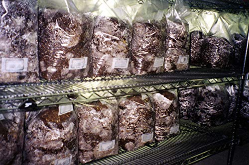 MushroomMediaOnline Unicorn Bag 3T for Mushroom Growers 1000 Count Clear