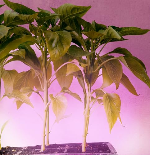 Miracle LED Smokephonics Indoor Grow Light Kit - 150W Red & Blue Spectrum