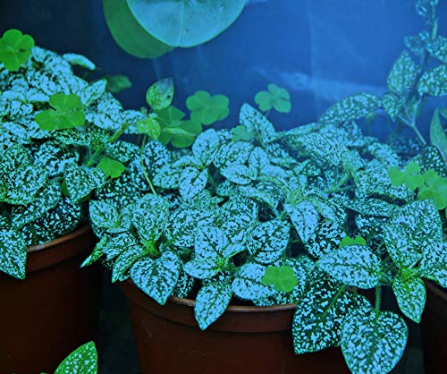 Miracle LED Plant Survival Indoor Grow Light Kit - 4 Multi-Plant Blue Spectrum Bulbs & 4-Socket Fixture with Timer Blue Spectrum