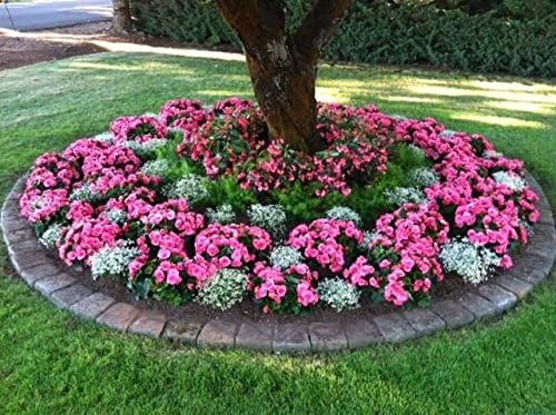 Soil Vigor Potassium SAP for Efficient Watering and Fertilization 40 Pounds