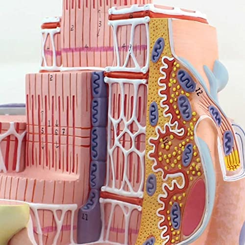 DACUDA Anatomy Model Skeletal Muscle Fiber Microanatomic (A)