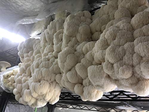 MushroomMediaOnline Unicorn Bag 3T for Mushroom Growers 1000 Count Clear