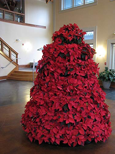 Creative Displays Inc Full Round Poinsettia Tree Rack Display 1056 Green 5.5 Ft