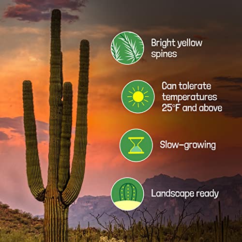 The Cactus Outlet Live Saguaro Cactus Plant 4' Green