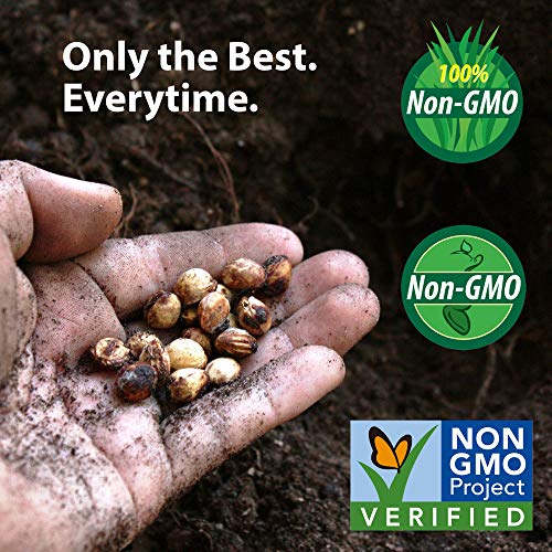 Mountain Valley Seed Company Serendipity Hybrid Triplesweet Corn Seeds Non-GMO 25 lb