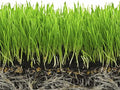 Soil Moist SAP Super Absorbent Polymer Water Retention Polymer for Grass and Gardens 45 Lb.