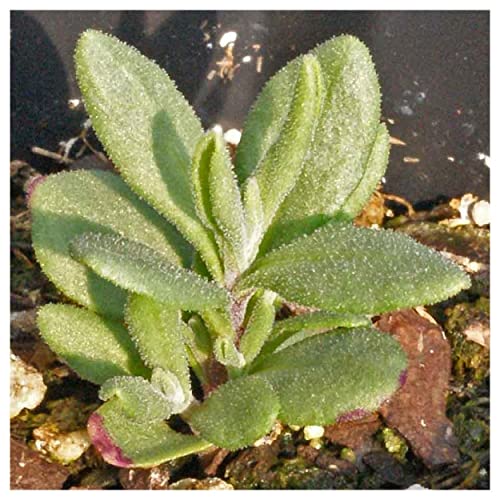 Everwilde Farms Organic Vera Lavender Herb Seeds Gold Vault Packet 1 Lb