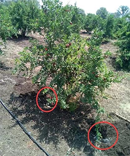 Soil Vigor Plant Survival Solution Without Water (45 Pounds) White