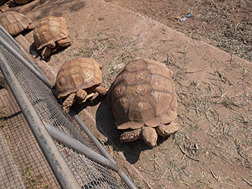 Sandbaggy Turtle & Tortoise Fence - 3 ft x 100 ft Galvanized Welded Wire Mesh Fencing (10 Rolls)
