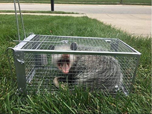 AB Traps Humane Live Animal Trap Cage for Rats, Mice, and Squirrels - Small 10.5" x 5.5" x 4.5" 40-Pack