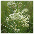 Everwilde Farms 1 Lb Whorled Milkweed Native Wildflower Seeds Gold Vault