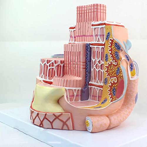 DACUDA Anatomy Model Skeletal Muscle Fiber Microanatomic (A)