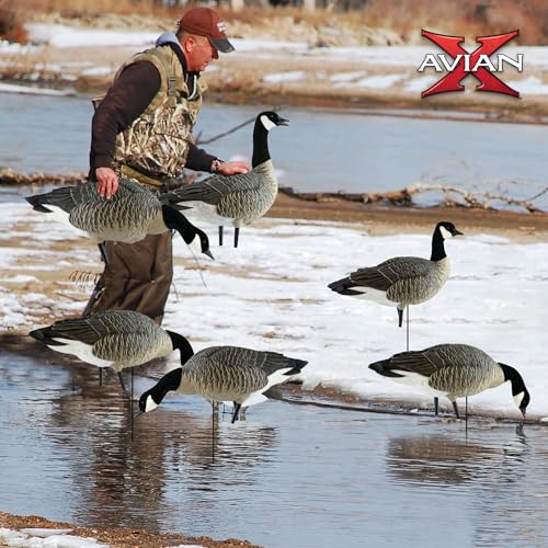 Avian-X Lessers 6 Piece Fusion Goose Decoy Set Multicolor
