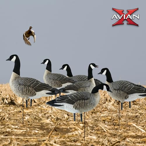Avian-X Topflight Early Season Teal & AXP Honkers Fusion Canada Goose Decoy Set 6 Pack