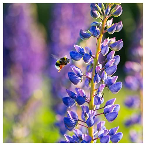 Everwilde Farms 1 Lb Wild Lupine Native Wildflower Seeds Gold Vault