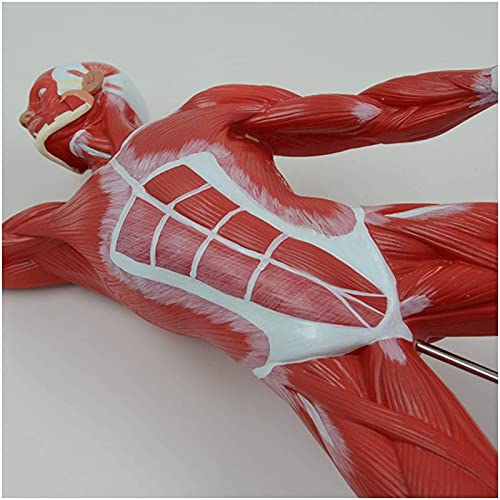 DACUDA 20" Human Muscle Anatomy Model