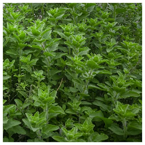 Everwilde Farms Organic Greek Oregano Herb Seeds - 1 Lb Gold Vault Packet