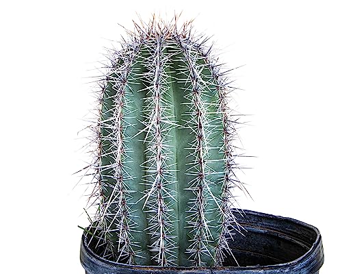The Cactus Outlet Live Saguaro Cactus 2' Green