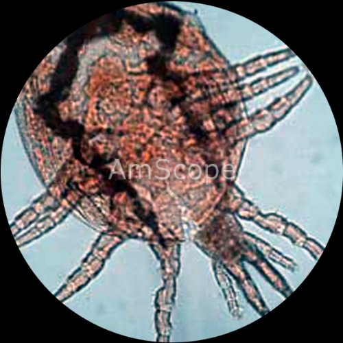 AmScope Digital Inverted Trinocular Microscope 40x-640x White