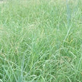 Outsidepride Southwest Native Grass Seed Mix 25 lbs Green