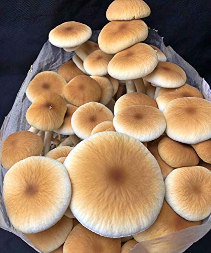 MushroomMediaOnline Unicorn Bag 10T for Mushroom Growers 1000 Count Clear