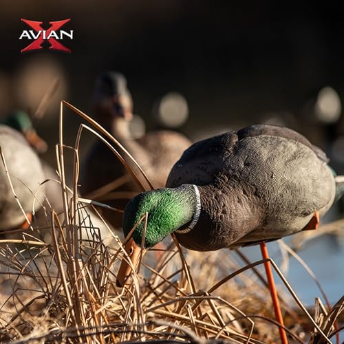 Avian-X AXP Full Body Mallards Decoy 18 Pack Multicolor