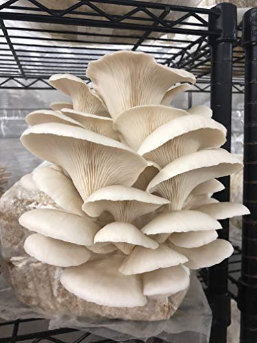 MushroomMediaOnline Unicorn Bag 10T for Mushroom Growers 1000 Count Clear