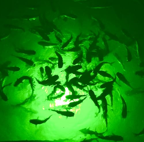 Incredible Underwater LED Lighting Mega-Watt Underwater Dock Light Red
