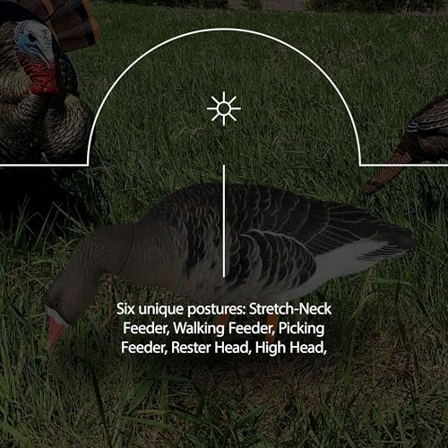 Avian-X AXP Specklebelly Decoy Fusion Pack 12 Pack