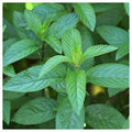 Everwilde Farms 1 Lb Peppermint Herb Seeds Gold Vault Purple