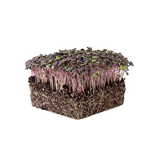 Mountain Valley Seed Company Organic Basil Herb Garden Seeds Red Rubin 5 Lb Bulk Non-GMO