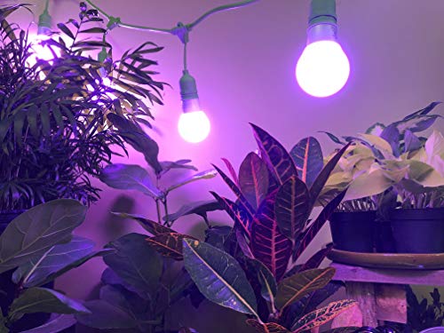 Miracle LED Nanometer 450-660 Indoor Grow Light Kit with 3 Bulbs & Timer Red & Blue Spectrum