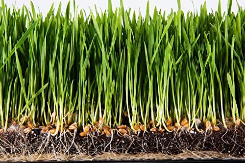 SOIL MOIST SAP SUPER ABSORBENT POLYMER Water Storing Crystal for Plants White (45 Pounds)