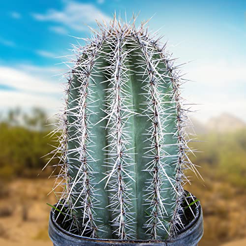 The Cactus Outlet Live Saguaro Cactus Plant 4' Green
