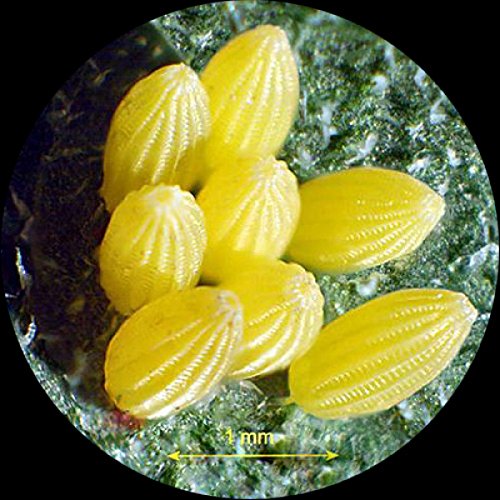 AmScope Trinocular Stereo Microscope 20X-60X Clear