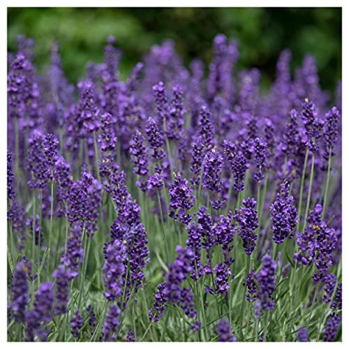 Everwilde Farms Organic Vera Lavender Herb Seeds Gold Vault Packet 1 Lb