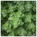 Everwilde Farms Organic Greek Oregano Herb Seeds - 1 Lb Gold Vault Packet