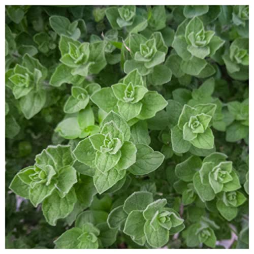 Everwilde Farms Organic Greek Oregano Herb Seeds - 1 Lb Gold Vault Packet