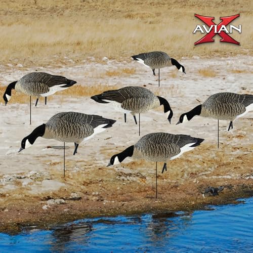 Avian-X AXP Honkers Fusion Pack Lesser Canada Goose Decoys Set of 18 Brown and White