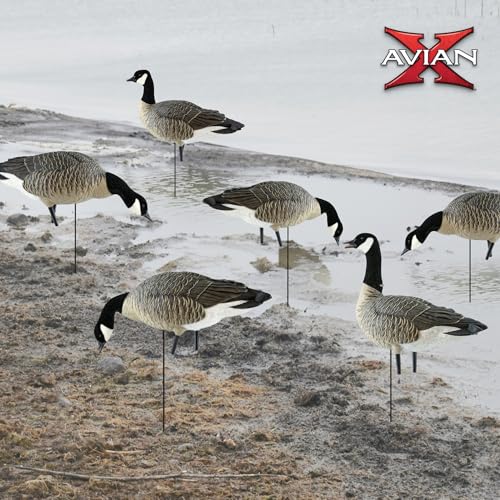 Avian-X AXP Honkers Fusion Pack Lesser Goose Decoys 5+6 Piece Set