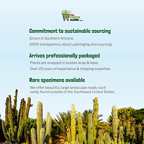 The Cactus Outlet Live Saguaro Cactus 3’ Green