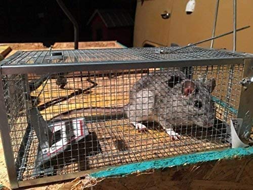 AB Traps Quality Live Animal Humane Trap for Rats, Mice, and Rodents - Small 10.5" x 5.5" x 4.5" 100-Pack