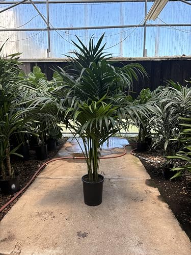 Simply Trees Kentia Palm Indoor House Plant 6-7 Feet Green