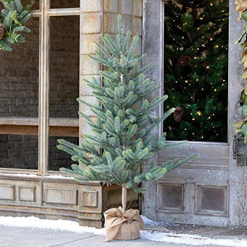 Park Hill Collection 60" Burlap Wrapped Blue Spruce Seedling with LED Battery Lights Tones of Green and Brown