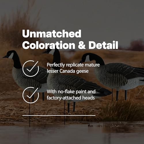 Avian-X Topflight Early Season Teal & AXP Honkers Fusion Canada Goose Decoy Set 6 Pack