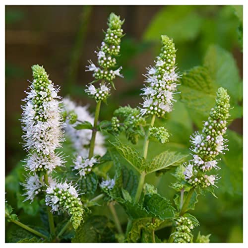 Everwilde Farms 1 lb Spearmint Herb Seeds Gold Vault
