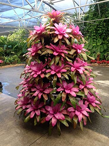 Creative Displays Inc Full Round Poinsettia Tree Rack Display 1056 Green 5.5 Ft