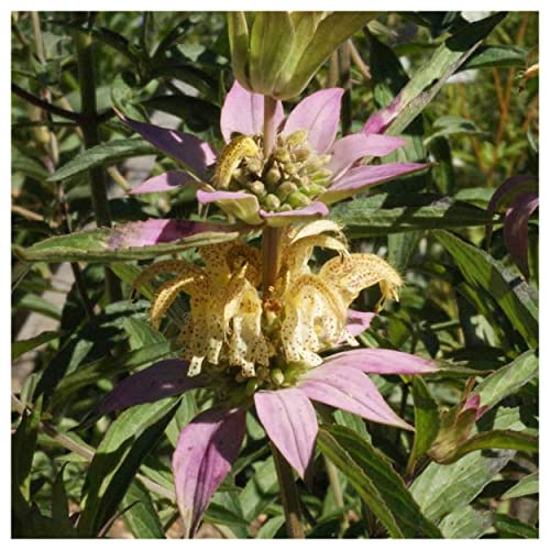 Everwilde Farms 1 Lb Spotted Bee Balm Native Wildflower Seeds Gold Vault