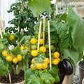 Mountain Valley Hybrid Seeds Patio Choice Yellow F1 Hybrid Tomato Seeds Non-GMO 4 Oz